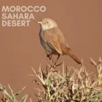 Birdwatching in Merzouga and Rissani; African Desert Warbler
