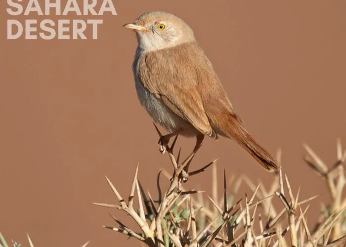 Birdwatching in Merzouga and Rissani; African Desert Warbler