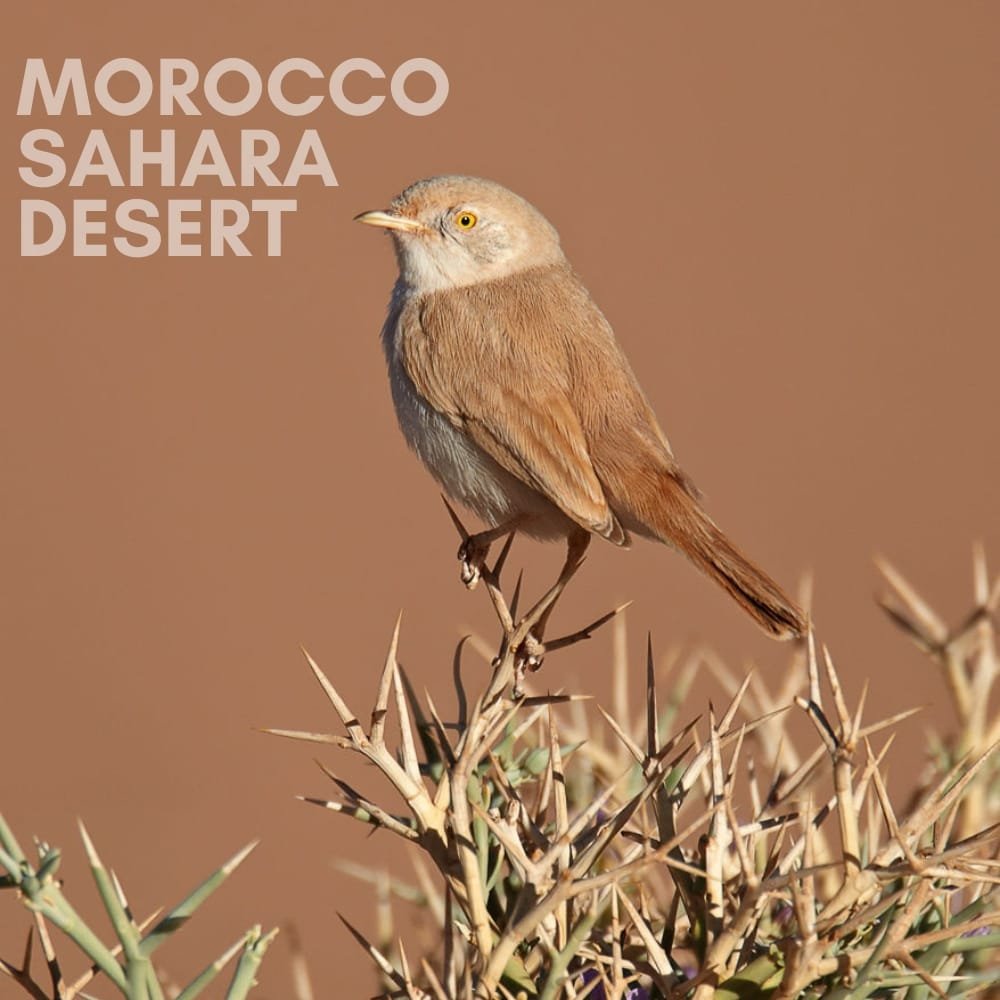 Birdwatching in Merzouga and Rissani; African Desert Warbler