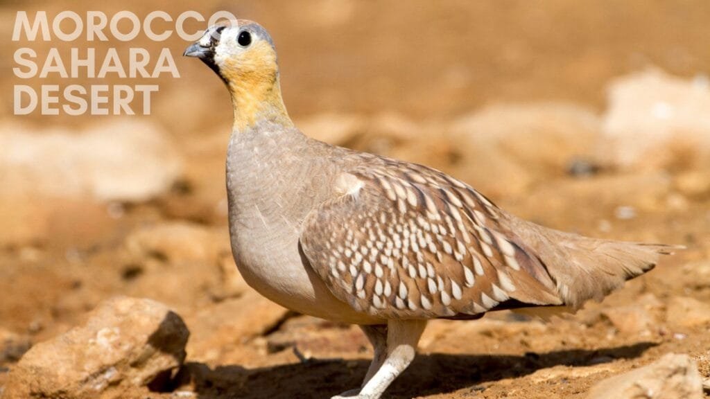 Crowned-sandgrouse during a birdwatching journey
