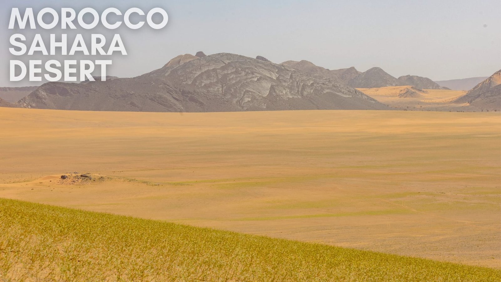 The sahara desert is coverd in green after a rain
