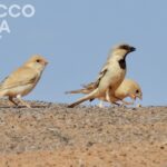 Birdwatching in Merzouga: Spotted Desert Sparrow Family A trio of Desert Sparrows standing on a sandy ridge against a clear blue sky. An adult male with a distinctive black throat patch stands in the center. He is flanked on the left by a pale juvenile bird and on the right by another pale female or immature sparrow.