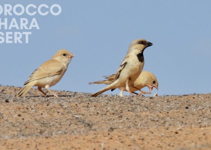 A trio of Desert Sparrows standing on a sandy ridge against a clear blue sky. An adult male with a distinctive black throat patch stands in the center. He is flanked on the left by a pale juvenile bird and on the right by another pale female or immature sparrow.