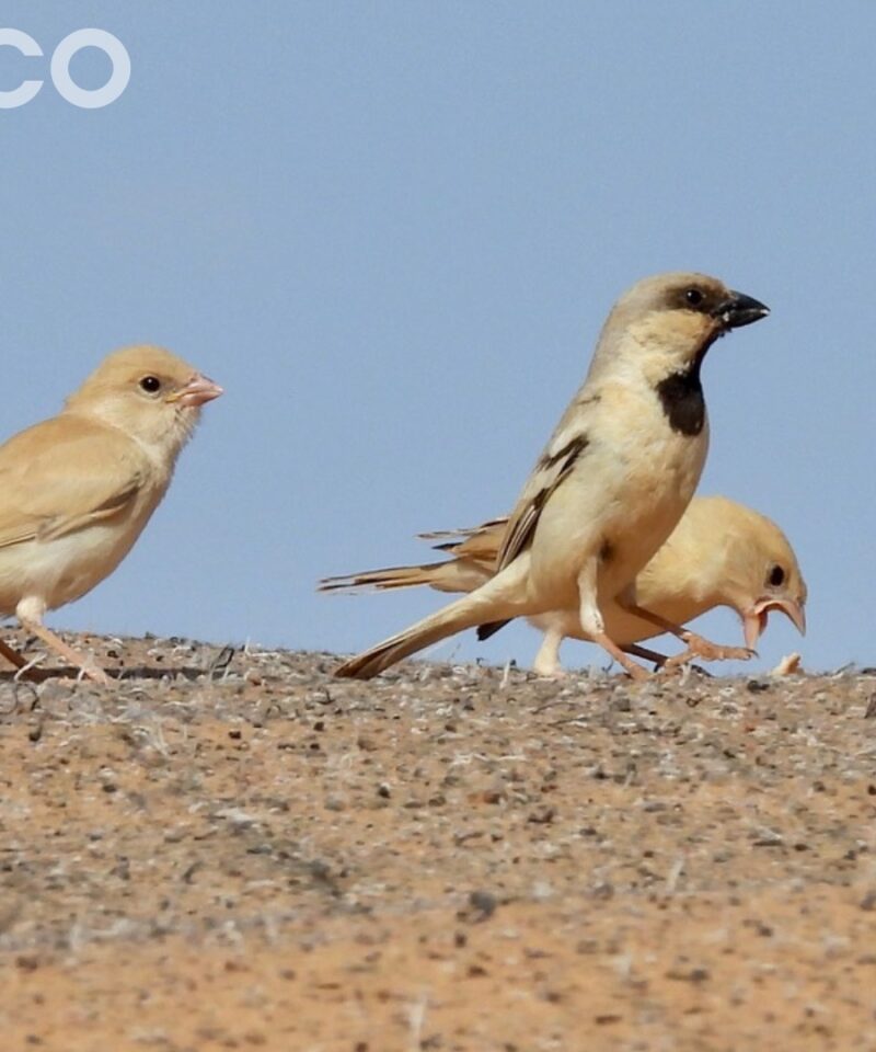 A trio of Desert Sparrows standing on a sandy ridge against a clear blue sky. An adult male with a distinctive black throat patch stands in the center. He is flanked on the left by a pale juvenile bird and on the right by another pale female or immature sparrow.
