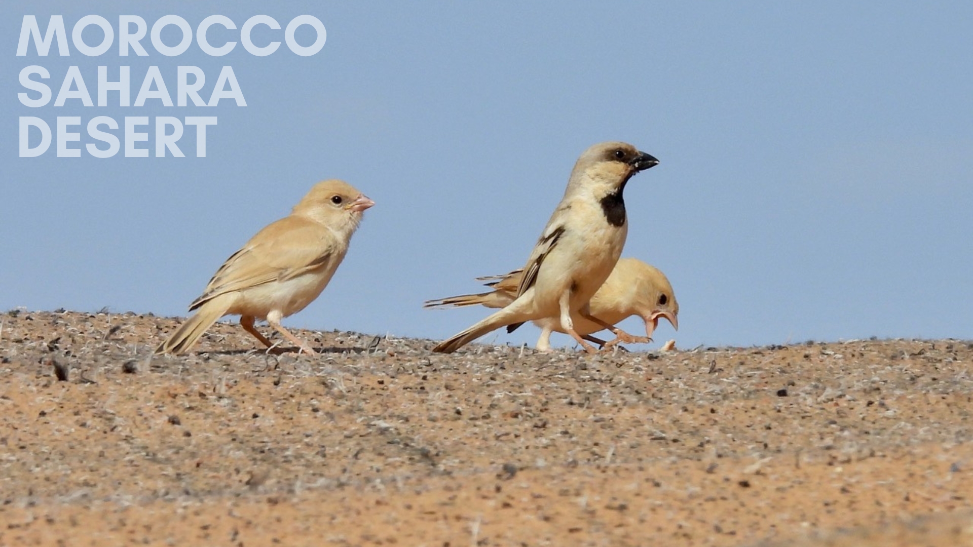 A trio of Desert Sparrows standing on a sandy ridge against a clear blue sky. An adult male with a distinctive black throat patch stands in the center. He is flanked on the left by a pale juvenile bird and on the right by another pale female or immature sparrow.