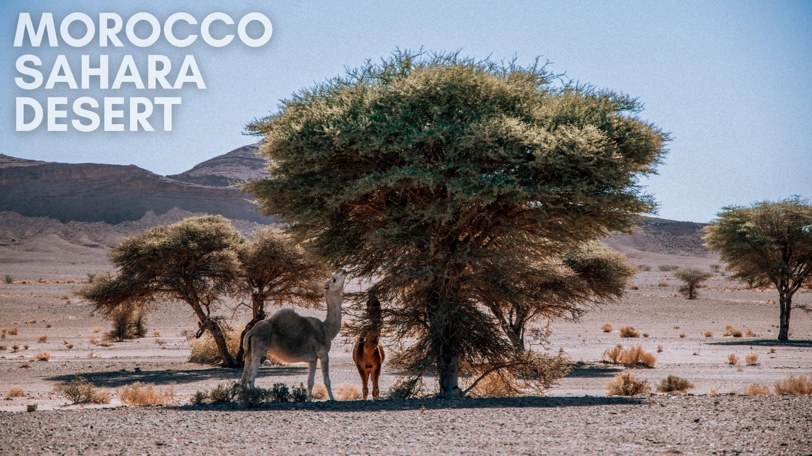camel eating acacia tree in Morocco Sahara Desert